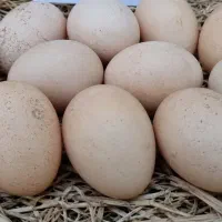 تخم مرغ محلی