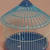 جوجه سهره قناری