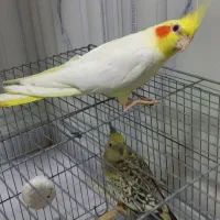 عروس هلندی نر و ماده جفت