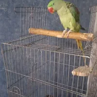 شاه طوطی ماده