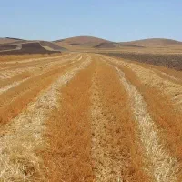 جار گندم آبی