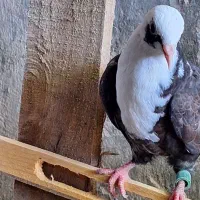 کله سفید یا کربلایی جوانه