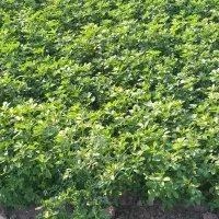 بذر یونجه رنجر اصل،تخم یونجه رنجر