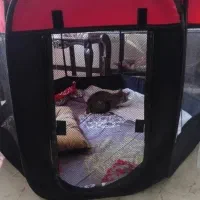 پارک برزنتی سگ