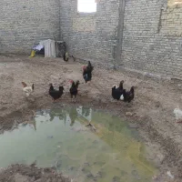 خروس مرغ