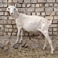 بز سانن