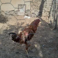 مرغ‌و‌خروس‌و‌لاری