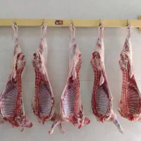 گوشت گوسفندی ( نر )