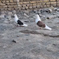 کبوتر۳عددپشتدار وسوسگی