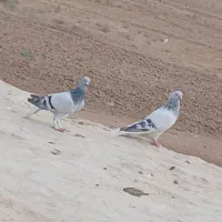 کفتر