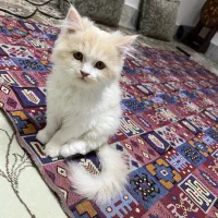 بچه گربه ۴ماهه نژاد اسکاتیش