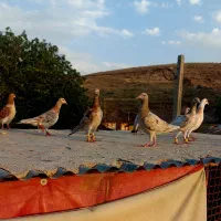 ۲۰تا مغلف پرادنی زاتدار پرکوتاه