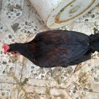 خروس