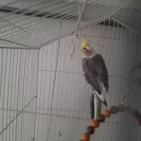 عروس هلندی