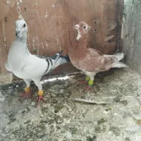 کبوتر بوم
