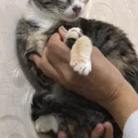 واگذاری گربه سه ماهه