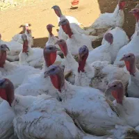 بوقلمون|حیوانات مزرعه|رضویه, |دیوار