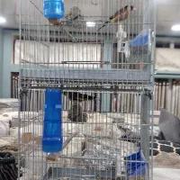 سهر بخون نر