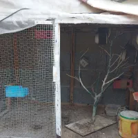 قفس بزرگ|لوازم جانبی حیوانات|برازجان, |دیوار