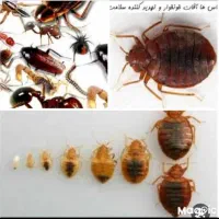 سمپاشی سم‌ پاشی (ساس سوسک) شهرقایم.15خرداد.جمکران