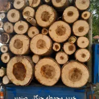 خرید فروش چوب باغ محوطه صنوبر جنگلی