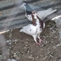 کفتر پرشی خوب