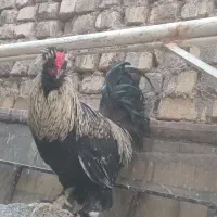 خروس کاکولی پا پر و زیبا