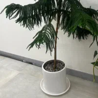 کاج مطبق
