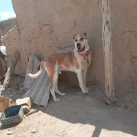 سگ گله ب شرط