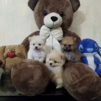 پامرانین خرسی و عروسکی