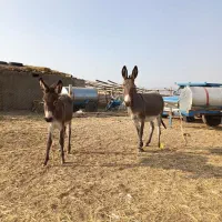 فروش خر گله ماده با کره درجه یک