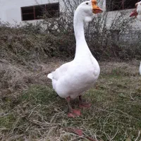 قوغاز ممتاز اکراینی(ارائه تخم و جوجه)