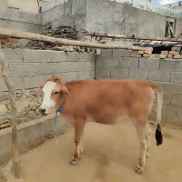 گوساله نر و ماده