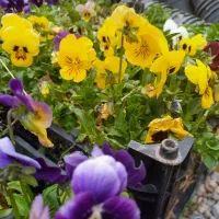 فضای سبز (باغبان)