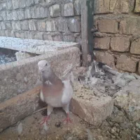 کبوتر اصفهانی