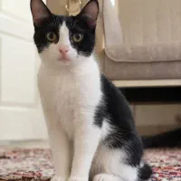 واگذاری بچه گربه ۵ ماهه ماده DSH