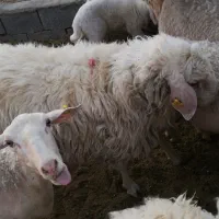 میش و قوچ آصف و لاکن اصلی پلاک دار آبستن و کاور