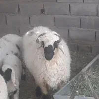 یک بره نر برا قصابی داشت عالی