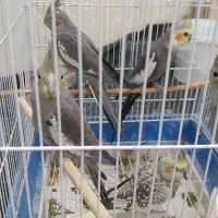 عروس هلندی زیبا