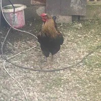 خروس