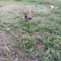 خروس دورگه برهما