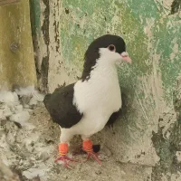 کبوتر چادری شهرستانی