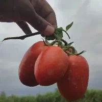 گوجه درجه یک ب شرط 21تومن