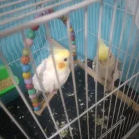 عروس هلندی