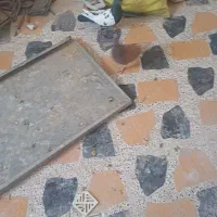 فروش کبوتر سینه سیاه