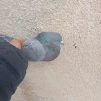 سلام یه نر سبز حلقه بنفش داره پاهاش