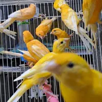 تعدادی  قناری