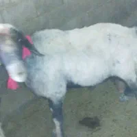 قوچ سالم و جوان