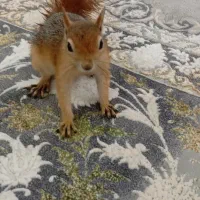 خرگوش