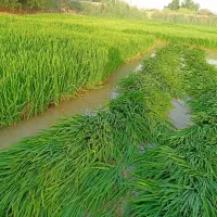 برنج نشاء